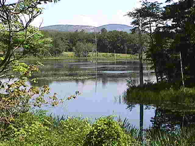 POND.JPG (24265 bytes)